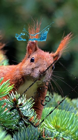 Picture of squirrel