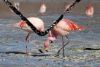 Picture of flamingo