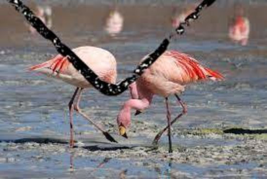 Picture of flamingo