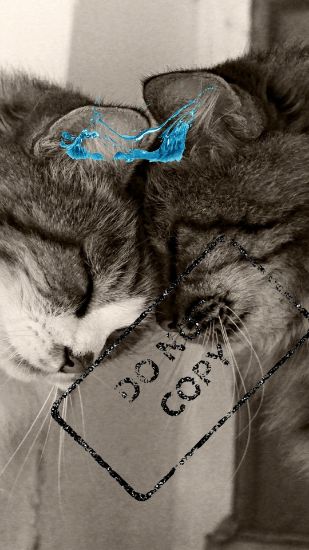 Picture of cats_friends