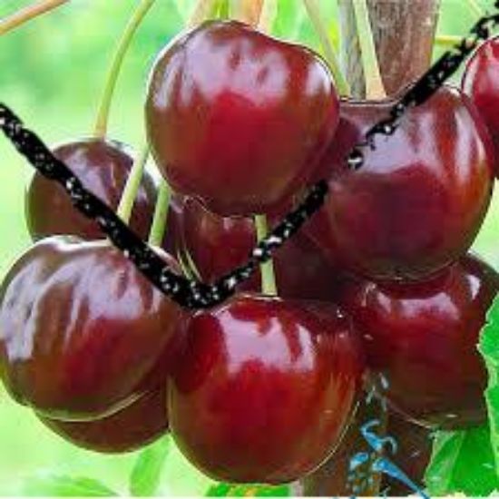 Picture of Gtin - Manufacturer test12